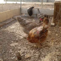 ۴ عدد مرغ تخم گذار