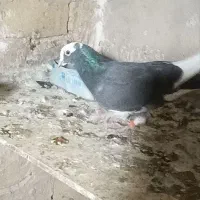 5تا کفتر|پرنده|سمنان, |دیوار