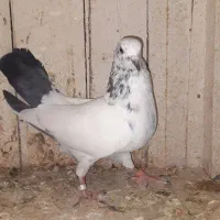 کفتر یاهو پرشی رنگی