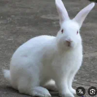 فروش یک عدد خرگوش سفید.
