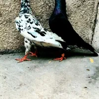 جفت سیستان آس