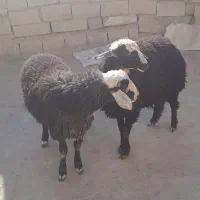 بره نر سبز افشاری میش