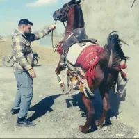 مادیان ۵سال از پویا بقایی