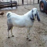 نر بز|حیوانات مزرعه|شیروان (لرستان), |دیوار