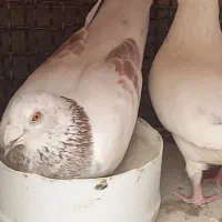 کفتر یا کبوتر سار اوغون