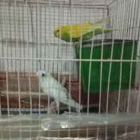 فروش مرغ عشق