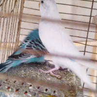 4عددمرغ عشق|پرنده|نقده, |دیوار