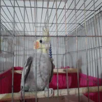 عروس هلندی نر و ماده|پرنده|شهرضا, |دیوار