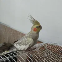 عروس هلندی ماده