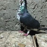 کبوتر خوشرنگ گل دار نر و مس