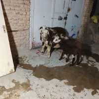 پنج عدد میش|حیوانات مزرعه|شیروان (لرستان), |دیوار