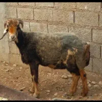 میش چاق