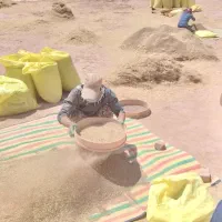 زیره سبز امسالی تمیز