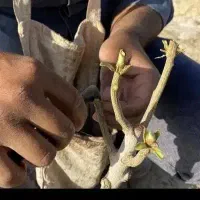 پیوند پسته و میوه