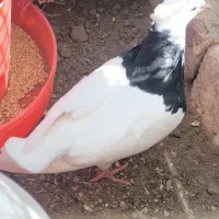 کفتر طوقی
