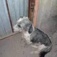 سگ نر بسیار عاقل و باهوش واکسن زده حرف گوش کن|سگ|شوشتر, |دیوار