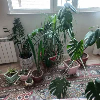 گل آپارتمانی