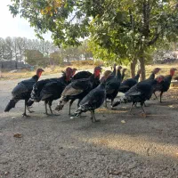 بوقلمون برنز محلی|حیوانات مزرعه|هشتگرد, ینگی امام|دیوار