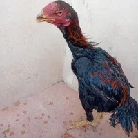 لاری|حیوانات مزرعه|باسمنج, |دیوار