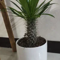 گل.نخل ماداگاسکار