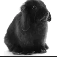 سرپرستی خرگوش