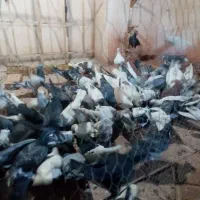 کفتر 1بازار