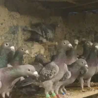 350،000|پرنده|بیرجند, |دیوار