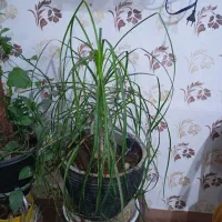 گل لیندا 1متری|گل و گیاه طبیعی|مشهد, شهید احمدی روشن|دیوار