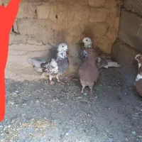 کفتر پرشی|پرنده|دلبران, |دیوار