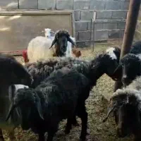 گوسفند میش 11عدد با بره و یک قوچ درجه یک|حیوانات مزرعه|ششده و قره بلاغ, |دیوار