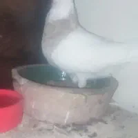 طوقی الماصی|پرنده|کرمانشاه, |دیوار