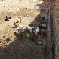 غاز|حیوانات مزرعه|کوهدشت, |دیوار