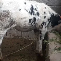 گوساله گاو