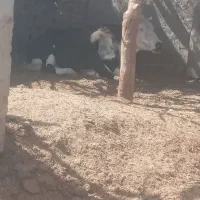 گاو خارجی ابست همرا با گوساله ماده|حیوانات مزرعه|زابل, |دیوار