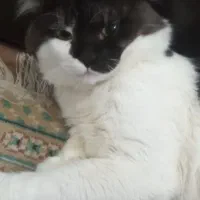 گربه پرشین|گربه|بندرعباس, |دیوار