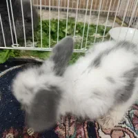 خرگوش خارجی