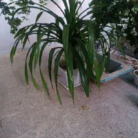 گل طبیعی خیلی بزرگ|گل و گیاه طبیعی|اصفهان, باغ فدک|دیوار