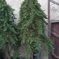 ( کاج ستاره ای ) لوکس نهال درخت|گل و گیاه طبیعی|تهران, ترمینال غرب|دیوار