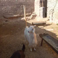 بز چاق|حیوانات مزرعه|فسارود, |دیوار