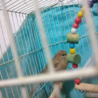 سلام دوعددقناری ماده به فروش میرسد|پرنده|مشهد, طرق|دیوار