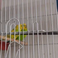 فروش دوتا مرغ عشق 550|پرنده|کرمان, |دیوار