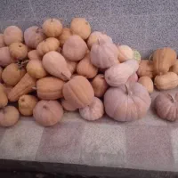 کدو حلوایی شیرین  وارگانیک بصورت یکجا بفروشمیرسد ک