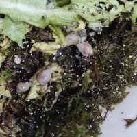 بچه حلزون|خزنده|تهران, مشیریه|دیوار