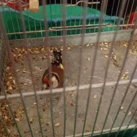 2عدد‌سهره‌نرقلمی‌و‌گل‌بلند|پرنده|اردبیل, |دیوار