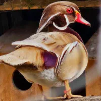 اردک کارولین شکلاتی