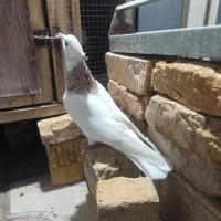 طوقی شازده نربشرط|پرنده|شیراز, طلاب|دیوار