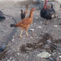 لاری اصل|حیوانات مزرعه|قره قوین, |دیوار