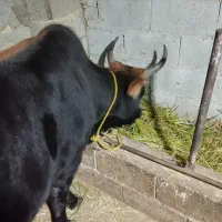 شکمدار ۷ماه