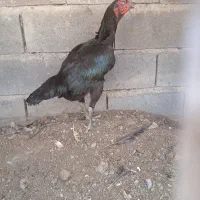 مرغ لاری افغان خالص|پرنده|رشتخوار, |دیوار