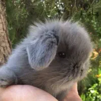 کلینیک تخصصی خرگوش مینی لوپ مینیاتوری اخذشناسنامه